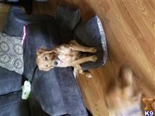 golden retriever puppy posted by amanda kruger